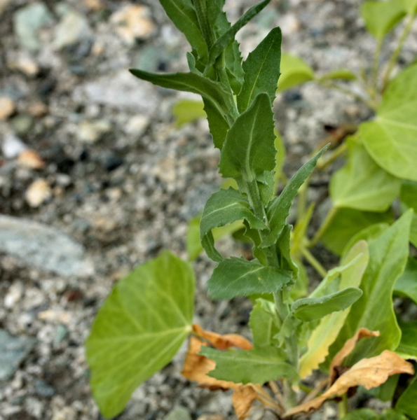 Lepidium campestre / Lepidio campestre